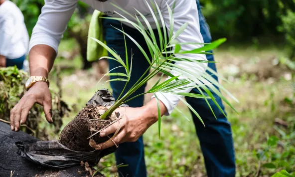 Alianzas por el desarrollo local